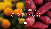 さつまいも収穫体験を開催！